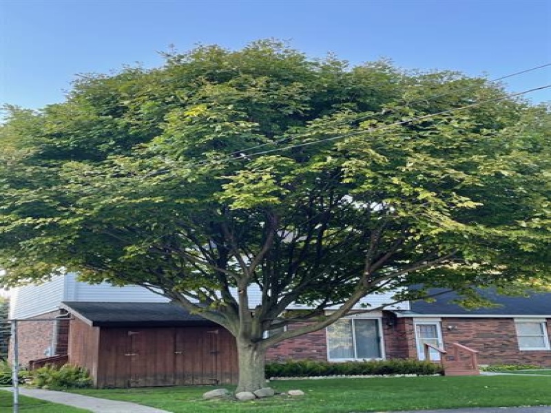 7209 Main Street, Port Sanilac, Michigan 48469, 4 Bedrooms Bedrooms, 0 ,2 BathroomsBathrooms,House,1,7209 Main Street,0,2735